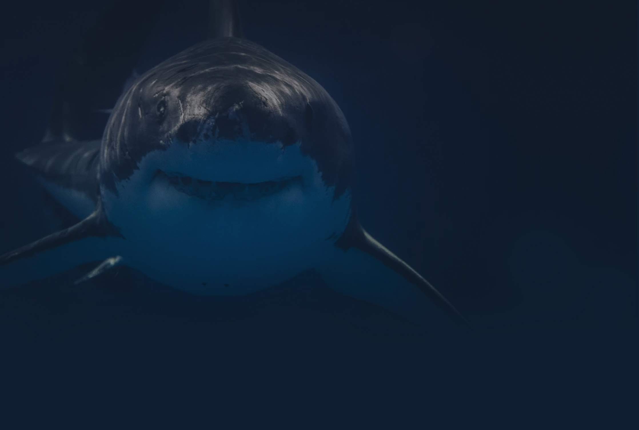 Sharks and Partners Hero Image